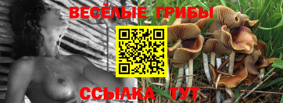 где купить наркоту  Вход с VPN  Нерюнгри  Галлюциногенные грибы Psilocybe 